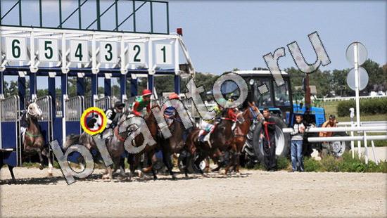 ответы на игру Где же кот Уровень 1561