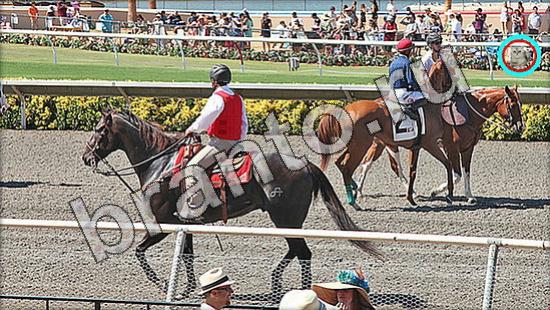 Где же кот игра ответы в одноклассниках Уровень 1567