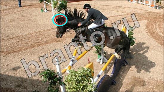 Где же кот? ответы Уровень 1568