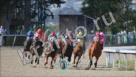 Где же кот? решения Уровень 1572