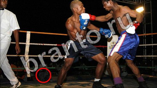 ответы на игру Где же кот Уровень 1596