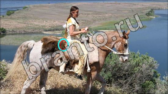 ответы на игру Где же кот Уровень 1636