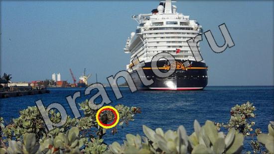 игра Где же кот помощь Уровень 1659