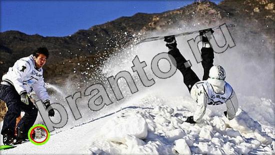 Где же кот игра ответы Уровень 1680