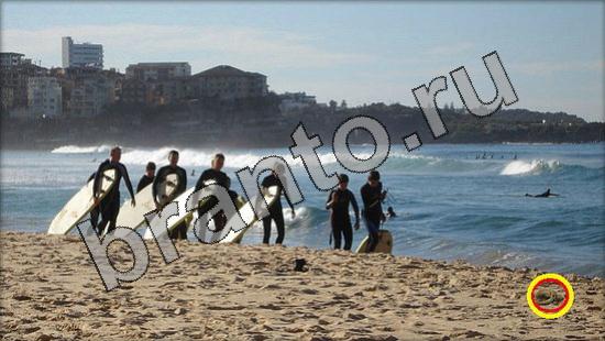 игра Где же кот помощь Уровень 1739