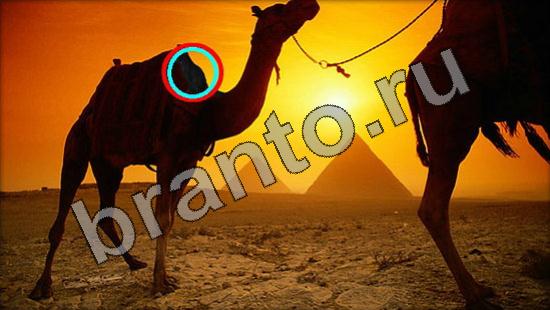 ответы Где же кот Уровень 1745