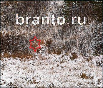 ответы на игру Ищи зверушек