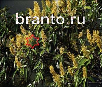 ответы Ищи зверушек в одноклассниках