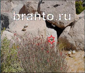 Ищи зверушек ответы одноклассники