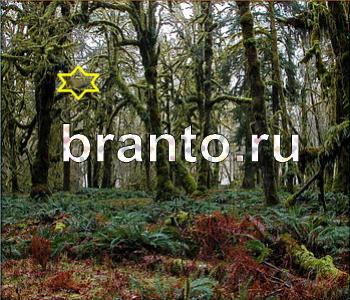 ответы на игру Ищи зверушек