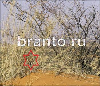 ответы на игру Ищи зверушек