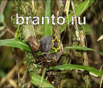 ответы на игру Ищи зверушек ВК