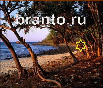 Ищи зверушек ответы одноклассники