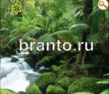 Ищи зверушек ответы