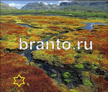 ответы на игру Ищи зверушек