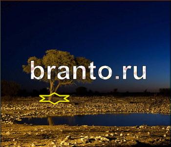 ответы на игру Ищи зверушек новые задания