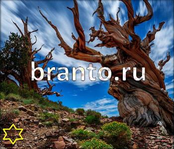 подсказки к игре Ищи зверушек