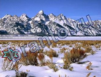 ответы на игру Найди животных Уровень 1804