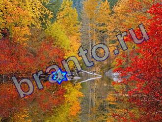 ответы на игру Найди животных Уровень 1815