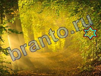 ответы на игру Найди животных Уровень 1824