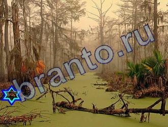 ответы на игру Найди животных Уровень 1835