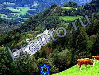 Найди животных Уровень 1837