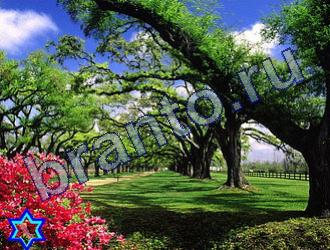 ответы на игру Найди животных Уровень 1842