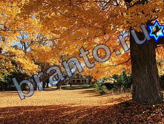 подсказки Найди животных Уровень 1844