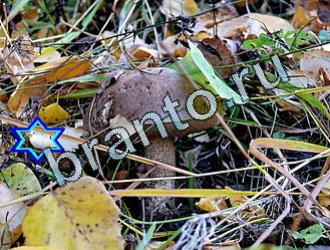 Найди животных игра ответы Уровень 2001