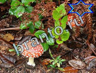 подсказки к игре Найди животных Уровень 2003