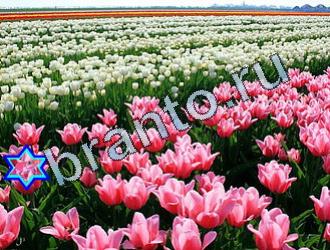 ответы на игру Найди животных Уровень 2007