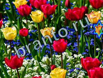 ответы на игру Найди животных Уровень 2009