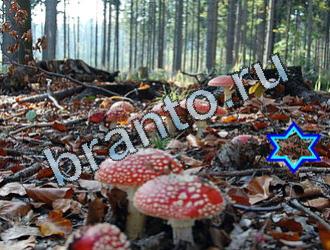 ответы на игру Найди животных Уровень 2011