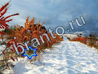 ответы на игру Найди животных Уровень 2012