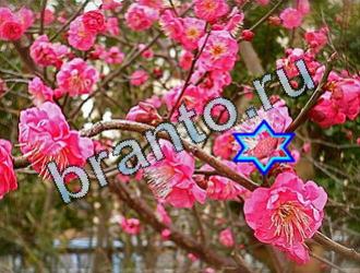 ответы на игру Найди животных Уровень 2019