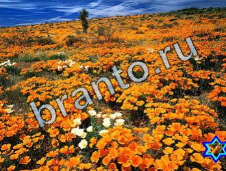 ответы на игру Найди животных Уровень 2022