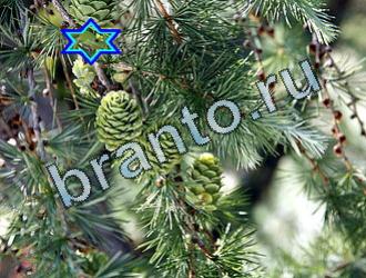 ответы на игру Найди животных Уровень 2023