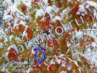 подсказки к игре Найди животных Уровень 2028