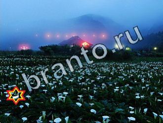 Найди животных Уровень 2037