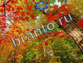 ответы на игру Найди животных Уровень 2040