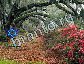 Найди животных подсказки Уровень 2041