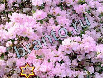 подсказки Найди животных Уровень 2044