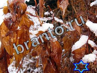 ответы на игру Найди животное Уровень 2045