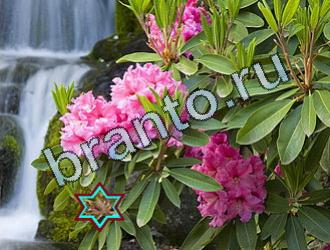 ответы на игру Найди животных Уровень 2046