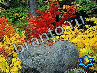 помощь на игру Найди животных Уровень 2049