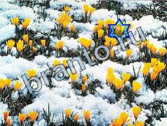 Найди животных игра ответы Уровень 2051