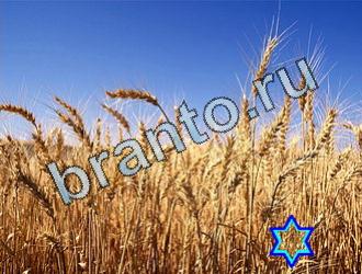 Найди животных подсказки в одноклассниках Уровень 2058