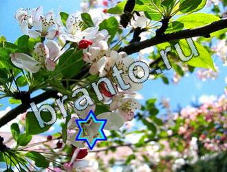 ответы на игру Найди животных Уровень 2059