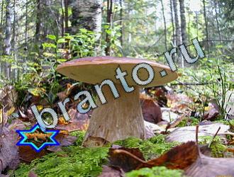 ответы на игру Найди животных Уровень 2063