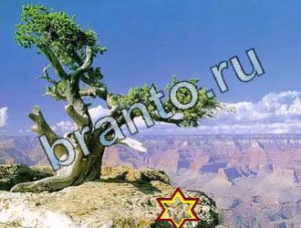 ответы на игру Найди животных Уровень 2064